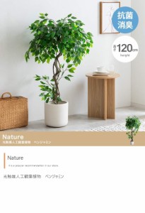 ベンジャミン 植物の通販｜au PAY マーケット