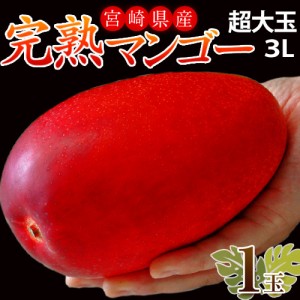 みやざき完熟マンゴー　宮崎県産 　大玉　3Lサイズ　(450〜509g) ×1玉 ※常温 マンゴー