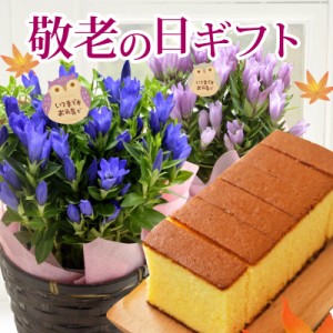 敬老の日 フラワーギフト 花 プレゼント スイーツ 和菓子 ギフト 選べる 花鉢 カステラ ギフトセット りんどう 生花 送料無料 一の通販はau Pay マーケット Flowerkitchenjiyugaoka 商品ロットナンバー