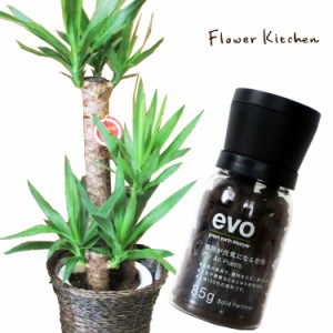 観葉植物 【植物と肥料のセット】『 ユッカ 7号鉢 + evo 植物が元気になる肥料 85g 』 お祝い 開店祝い 開業祝い 引っ越し祝い 新築祝い 