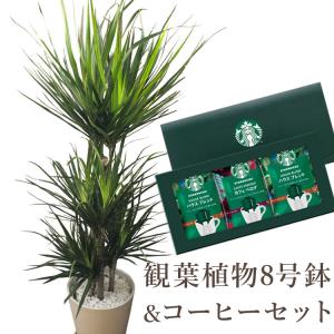 ドラセナ コンパクタ 観葉植物 100cm 8号 インテリアグリーン 観葉