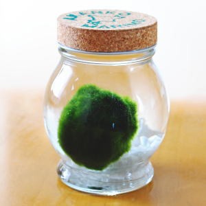 送料無料　天然まりも（外国産）１個入り マリモ育成説明書付　水草　植物　アクアリウム　水道水で育成可能　自然界　ナチュラル　毬藻