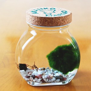 送料無料　天然まりも（外国産）　１個いり　太鼓瓶　まりも育成説明書付　植物　アクアリウム　毬藻　ガラス瓶　コルク　販売　通販　初