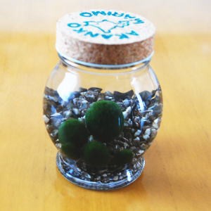 送料無料　養殖まりも５個いり　ミネラル鉱石入り　ガラス瓶　マリモ育成説明つき　　水草　植物　アクアリウム　北海道お土産　インテリ