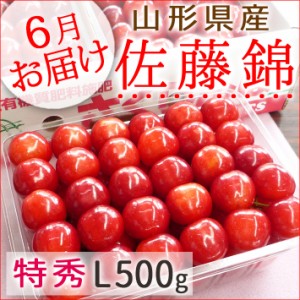 さくらんぼ 佐藤錦 山形県産 特秀L詰500g 手詰め 送料無料 6月下旬お届け予定