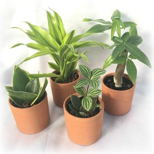 ハイドロ カルチャー 観葉 植物 大型の通販 Au Pay マーケット