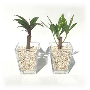 ハイドロ カルチャー 観葉 植物 大型の通販 Au Pay マーケット