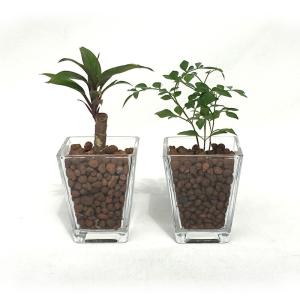 ハイドロ カルチャー 観葉 植物 大型の通販 Au Pay マーケット