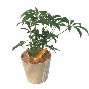 ハイドロ カルチャー 観葉 植物 大型の通販 Au Pay マーケット