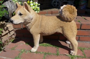 犬の置物 大型柴犬 ２２ＱＹ いぬ イヌ 動物 オーナメント ガーデン インテリア 雑貨 置物 庭 ガーデンマスコット オブジェ