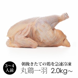 丸鶏 1羽 中サイズ 約2.0kg〜2.4kg 紀の国みかんどり 3-6人前 ローストチキンに (冷凍) 和歌山県産 鳥肉 鶏肉 丸鳥 中抜き