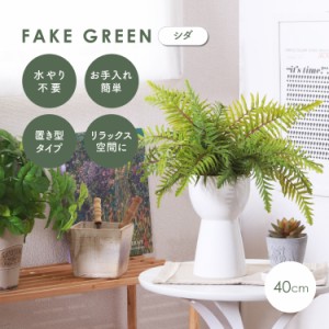 シダ 観葉 植物の通販｜au PAY マーケット｜3ページ目