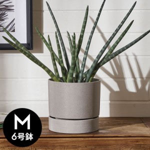 植木鉢 ポリストーン ストーン調 セメント調 6号鉢 受皿 底穴あり 中型 Mサイズ 約 W 18cm D 18cm H 17.5cm グレー プランターポット 鉢