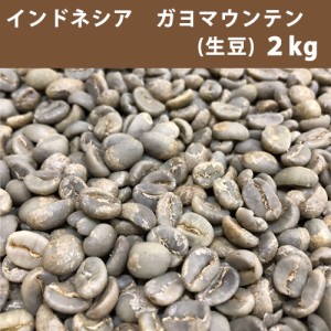 コーヒー 生豆 インドネシア ガヨ マウンテン 2ｋg　送料無料(一部地域を除く)