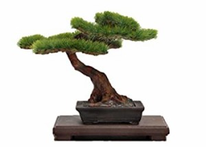 プラッツ 1/12 ザ・盆栽 弐 プラモデル BON-02(中古品)