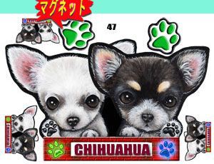 マグネット/犬ステッカー/チワワ47/ネーム入れ不可/愛犬/雑貨/グッズ/車/犬雑貨