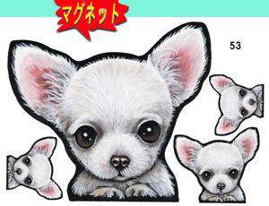 マグネット/犬ステッカー/チワワ53/ネーム入れ不可/愛犬/雑貨/グッズ/車/犬雑貨