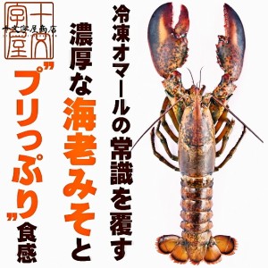 カナダ東海岸産天然オマール海老　400g〜450gサイズ　ウルトラハイプレッシャー えび 海老 エビ