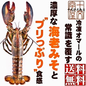 カナダ東海岸産天然オマール海老　400g〜450gサイズ　5本セット 送料無料 ウルトラハイプレッシャー えび 海老 エビ