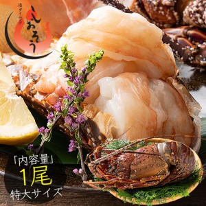 伊勢海老 千葉県産 外房イセエビ 特大サイズ600g×1尾 刺身 冷凍  伊勢エビ 伊勢えび えび エビ 海老 