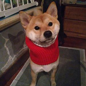 柴犬 帽子の通販 Au Pay マーケット