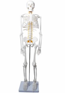 monolife 人体骨格模型 骨格標本 稼動 直立 スタンド 教材 85cm 1/2 モデル (ホワイト 台座・四角)