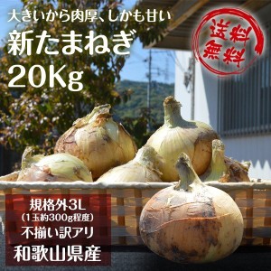 新玉ねぎ たまねぎ 和歌山県産 箱込み約20kg 訳あり 送料無料 玉葱 タマネギ