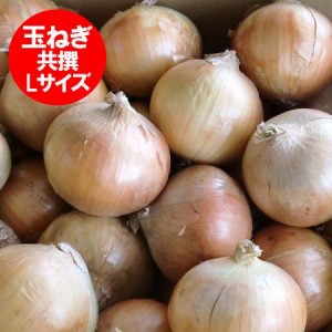 玉ねぎ 10kg 送料 無料の通販｜au PAY マーケット