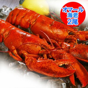 ロブスター 送料無料 ボイル ロブスター 2尾 ( 1尾 400g〜450g ) えび 海老 エビ 魚介類