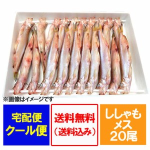 ししゃも 送料無料 ししゃも メス 子持ちししゃも 本ししゃも 北海道 シシャモ メス 20尾 化粧箱入