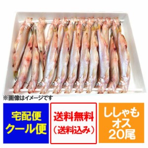 ししゃも 送料無料 ししゃも オス 本ししゃも 北海道 シシャモ オス 20尾 化粧箱入