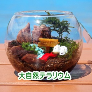 大自然 コウヤノマンネングサ 苔テラリウム 手作りキット 一式 観葉植物 おしゃれ ミニ テラリウム コケリウム 苔 コケ アクアリウム 園