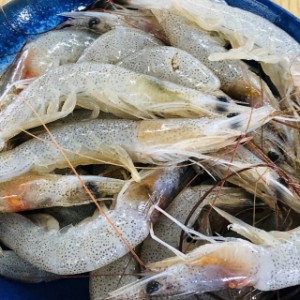 【送料無料】有明海産　芝えび　１ｋｇ　冷凍発送