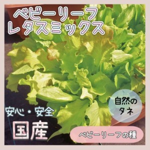 【国内育成・採取】「ベビーリーフ レタスミックス」 ベビーリーフの種 家庭菜園 種 化学肥料 農薬不使用で栽培 タネ レタス