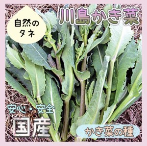 【国内育成・採取】 「川島かき菜」 化学肥料 農薬不使用で栽培 家庭菜園 種 タネ かき菜 野菜