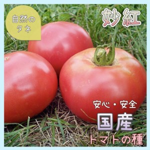 【国内育成・採取】「妙紅」 トマトの種 化学肥料 農薬不使用で栽培 家庭菜園 種 タネ 野菜