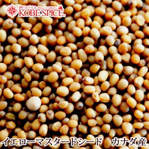 イエローマスタードシード カナダ産 3kg,業務用,Yellow Mustard Seeds,原型,芥子,からし,スパイス,調味料,仕入【送料無料】