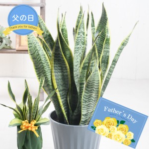 父の日 ギフト プレゼント 観葉植物 サンスベリア サンセベリア トラノオ 鉢植え 6号鉢 無料ラッピング