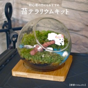 【野原でのんびり】苔テラリウム 苔リウム コケリウム 盆栽 苔 手作り キット 巣ごもり おうち時間 ガーデニング 観葉植物 園芸 癒し ギ