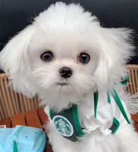 韓国 犬服の通販 Au Pay マーケット