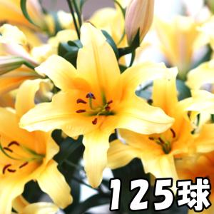 カサブランカ 球根の通販 Au Pay マーケット