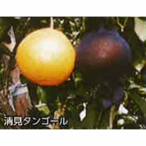 4000枚 果実袋 サンテ S-6 12cm 黒 ミカンの日焼防止 着色促進 樹上越冬など みかん D