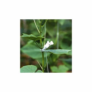 [600個] つりっ子 キュウリ用 ナスニックス 茎と誘引紐を固定 栽培 誘引具 サT 代引不可dw