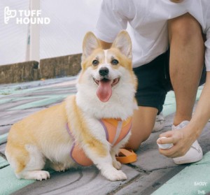 【犬服・リード付き】ワンちゃん服 送料無料 リード付き 犬服 お散歩 【グレー オレンジ グリーン ネイビー】【XS-XL】gg6