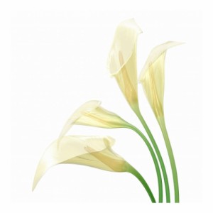 キャンバスアート Petit Canvas Art White Calla 300x300mm ギフト 壁掛け インテリア 取寄品