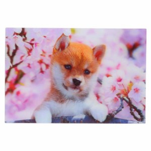 POSTCARD 春柄3Dポストカード 柴犬 いぬ かわいい グッズ メール便可