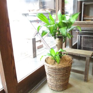 幸福の木 ドラセナ マッサンゲアナ 6号鉢サイズ 鉢植え 送料無料 薫る花 観葉植物 おしゃれ インテリアグリーン 中型 小型