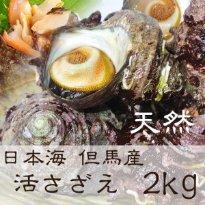 天然 活さざえ  2kg 16-23個 産地直送【冷蔵便】 [TKI] 山陰 兵庫県北部 活サザエ 活け 生 さざえ 栄螺 サザエ 海鮮 バーベキュー セット