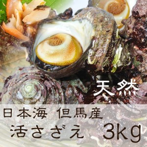 天然 活さざえ  3kg 24-34個 産地直送【冷蔵便】 [TKI] 山陰 兵庫県北部 活サザエ 活け 生 さざえ 栄螺 サザエ 海鮮 バーベキュー セット