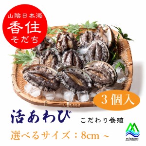 美嶋丸 活アワビ 3個セット 選べるサイズ 8cm - 9.5cm以上 兵庫県 香住育ち 送料無料 【冷蔵便】 [MSM] 海鮮 バーベキュー ＢＢＱ 活けア